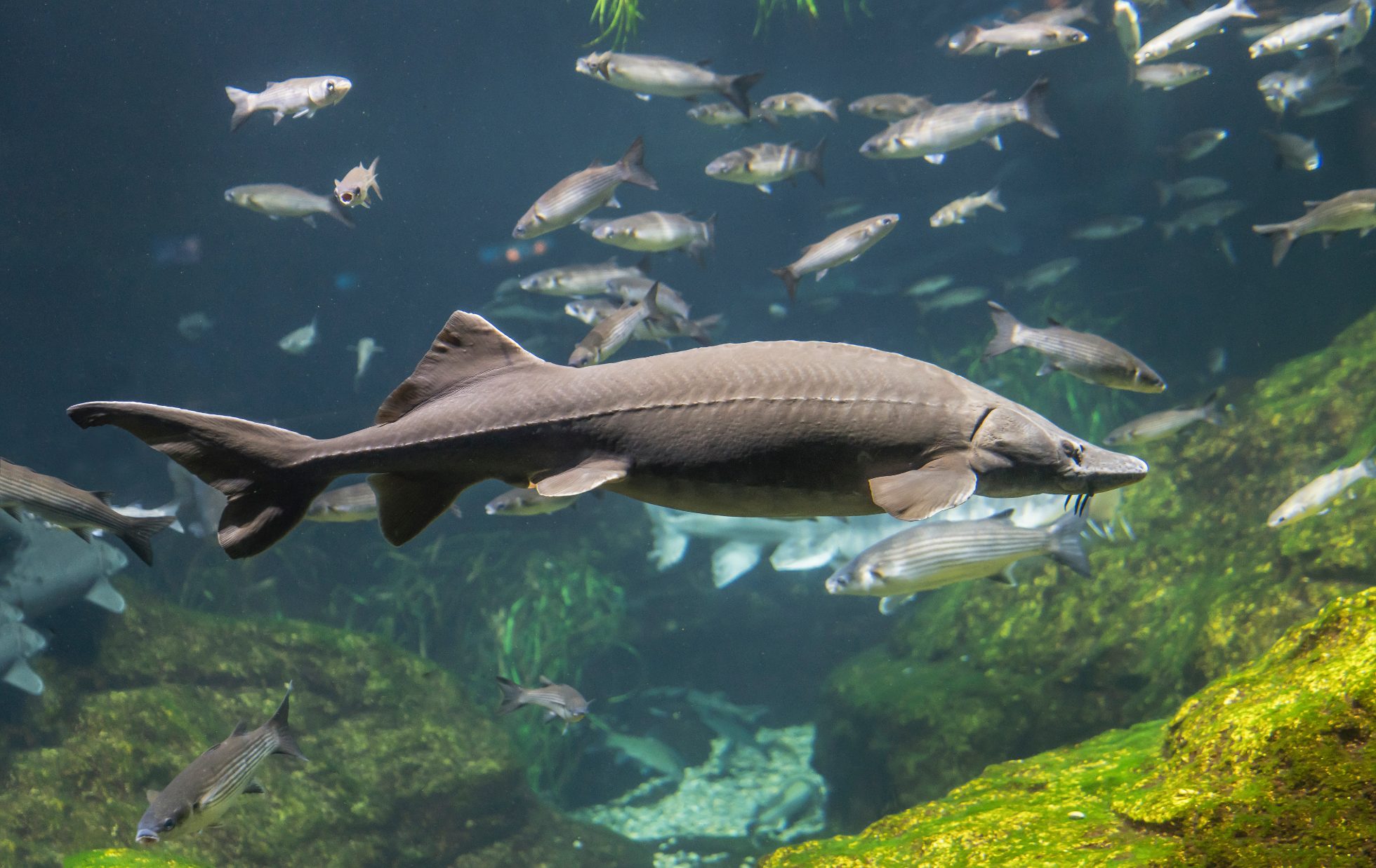 Zwierzęta morskie w akwarium w Barcelonie